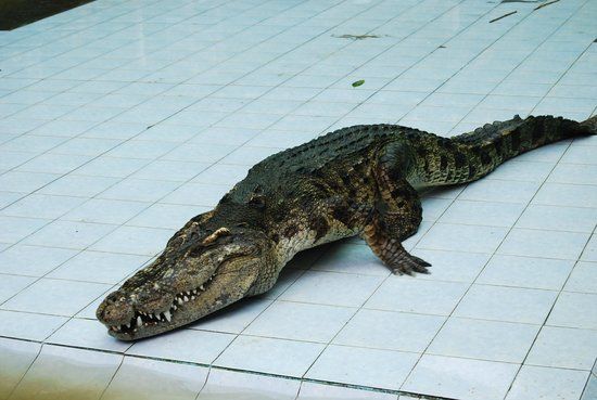 Samui krokodillefarm